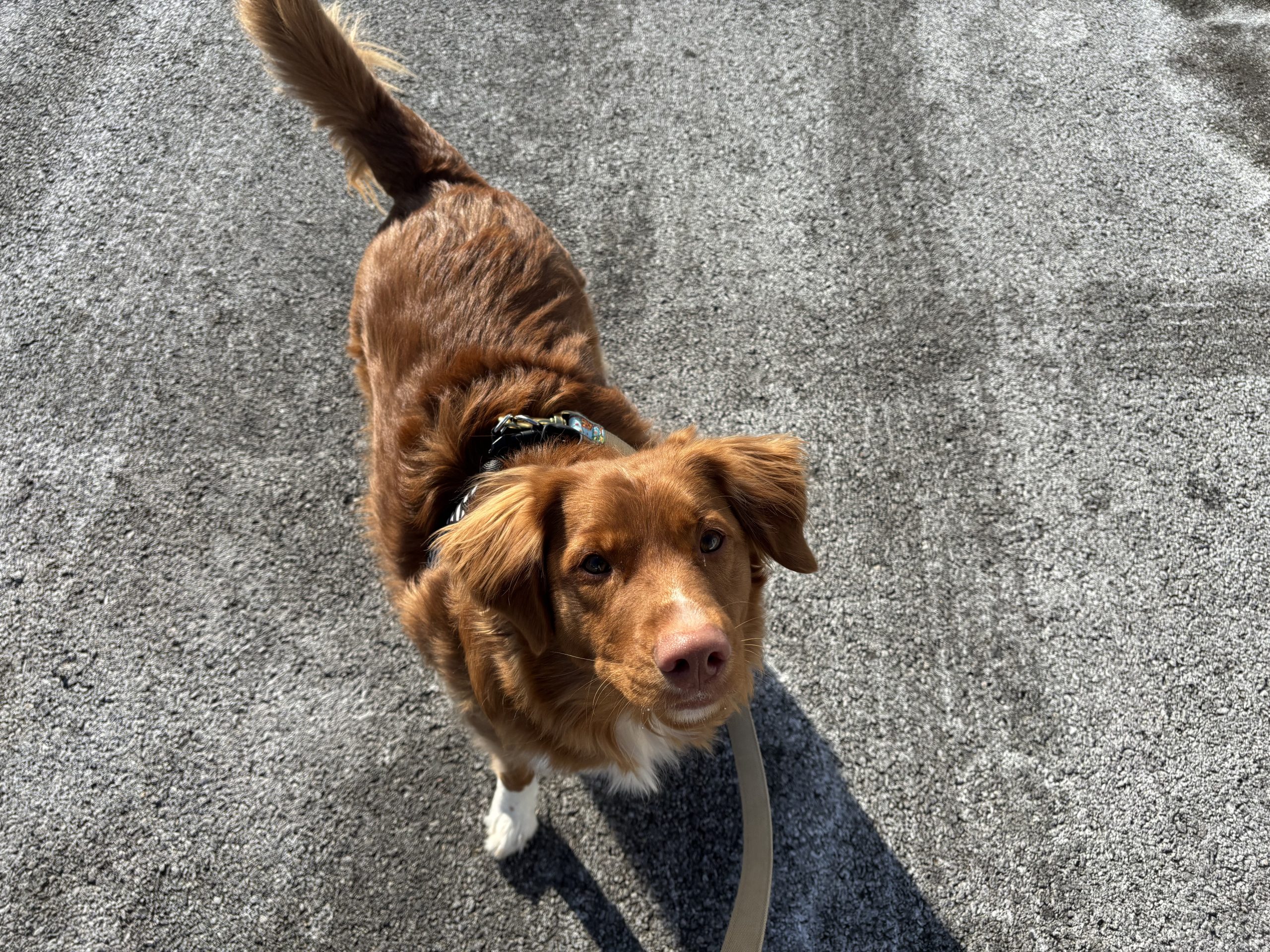 Ali with a happy pup
